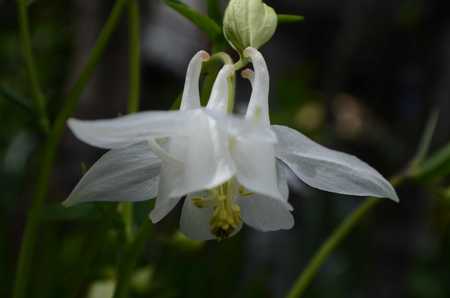 Aquilegia vulgaris Columbine european white columbineの写真素材