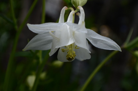 Aquilegia vulgaris Columbine european white columbineの写真素材