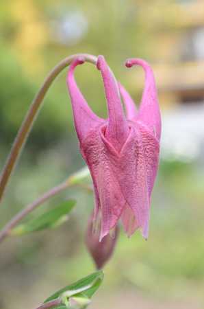 Aquilegia vulgaris Columbine columbine rose europeanの写真素材
