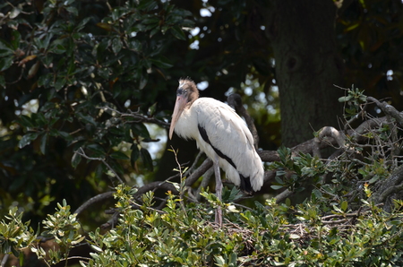 wooden stork on the three Floridaの写真素材