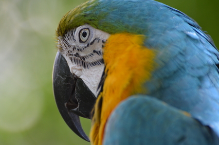 ara with blue and yellow wingsの写真素材