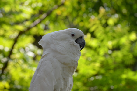 White cockatoo parrotの写真素材