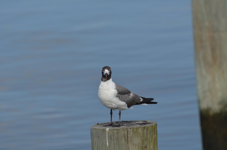 Seagull on the pier in Louisianaの写真素材