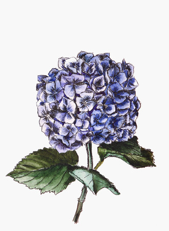hydrangeaの写真素材