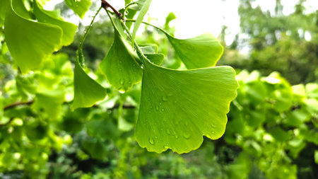 Fresh green ginkgo biloba leaves with dew droplets, highlighting their unique fan shaped form. A vibrant botanical scene showcasing natural remedies, wellness, and plant science.の写真素材