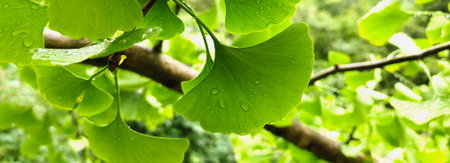 Fresh green ginkgo biloba leaves with dew droplets, highlighting their unique fan shaped form. A...