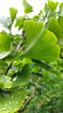 Fresh green ginkgo biloba leaves with dew droplets, highlighting their unique fan shaped form. A vibrant botanical scene with natural remedies, wellness, and plant science.の写真素材