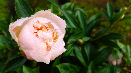 Peony garden banner. Pink peony flowers in the park. Large flowers outdoors. Close up of pink lush flowers. Natural floral background. Rain water drops on flower in the botanical gardenの写真素材