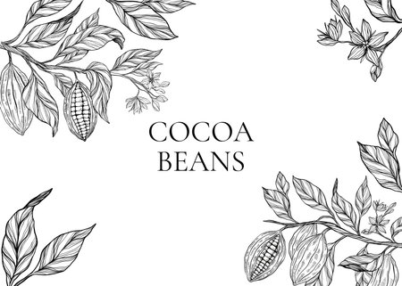 Cocoa plant set, clipart, collection of cocoa plant illustrations, herbs, botanical banner copy space, plant branch, leaves, flowers. Floral design for chocolate, cacao, healthy food, sweet, tastyの写真素材
