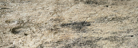 Texture of natural wood surface with smooth grain and visible cracks. Rustic wooden pattern suitable...