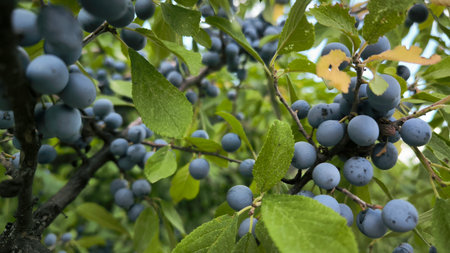Close up of sloe berries on a black thorn (prunus spinosa) tree blue berries on tree with bokeh...