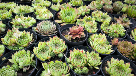 Many small succulent plants are rearranged into the shape of potted plants against a background of black sand and white stones. bannerの写真素材