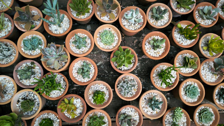 Many small succulent plants are rearranged into the shape of potted plants against a background of black sand and white stones. bannerの写真素材