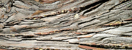 Abstract botanical natural background banner bark of tree texture cypress nature ecological design...