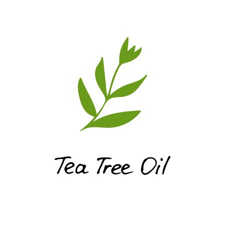 Tea Tree Plant. Cosmetic ingredient tea tree oil. Hand drawn icon for print and web. Vector graphicのイラスト素材