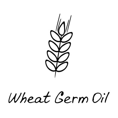 Cosmetic ingredient illustration. Wheat germs and spikelet, hand drawn illustration.のイラスト素材