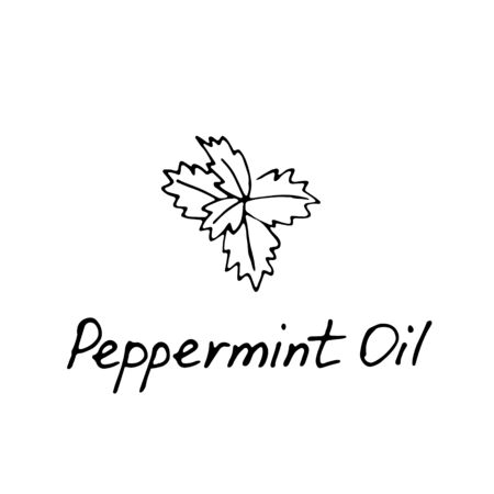 Mint green vector illustration. Hand drawn peppermint logo. Peppermint oil for cosmetic design.のイラスト素材