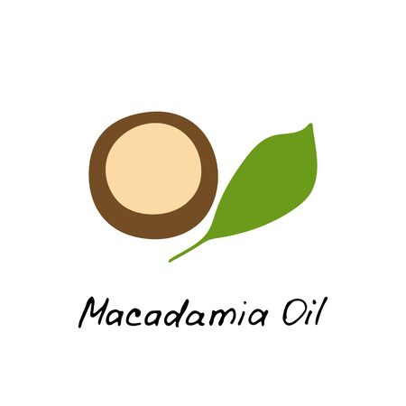 Macadamia oil. Cosmetic ingredient. Nutritional oil for skin care. Hand-drawn icon of macadamia nut. Vector illustrationのイラスト素材