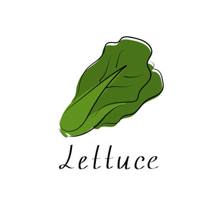 Romaine lettuce vector illustration. Isolated object. Organic vegetable food. Vector illustrationのイラスト素材