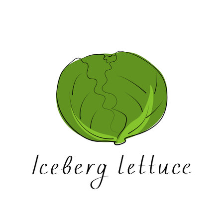 Iceberg lettuce colorful icon. Isolated object. Organic vegetable food. Vector illustrationのイラスト素材