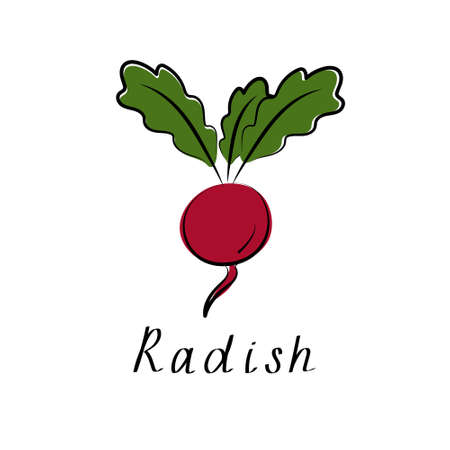 Radish flat design icon isolated on white backgroundのイラスト素材