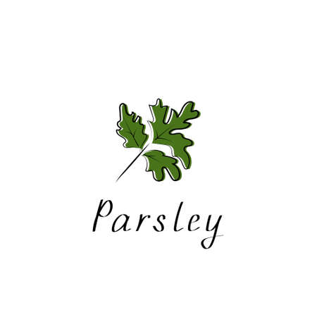 Parsley herb isolated on white background. Vector flat illustrationのイラスト素材