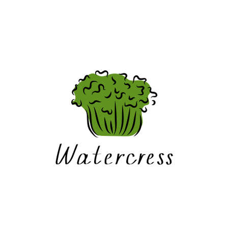 Watercress salad flat simple sketch. Vegetable herb green vector illustration. Botanical design.のイラスト素材