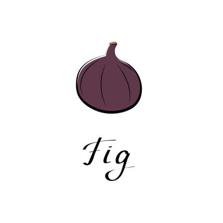 Fig vector cartoon flat illustration. Fresh berry fruit and vegetable logo.のイラスト素材