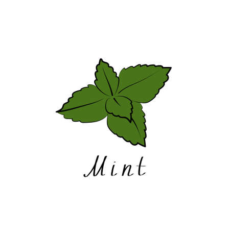Mint logo. Vector herb sign. Vegetarian symbol. Flat illustration.のイラスト素材