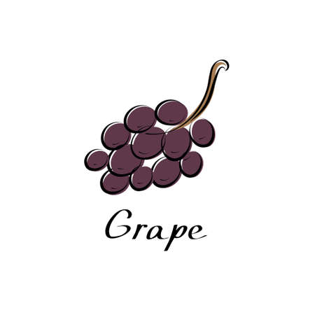 Grape vector cartoon flat illustration. Vine bunch. Fresh berry fruit and vegetable logo.のイラスト素材