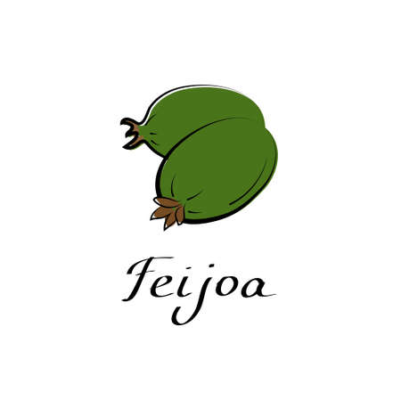 Feijoa vector cartoon flat illustration. Brazilian guava steen sign. Fruit berry and vegetable logoのイラスト素材