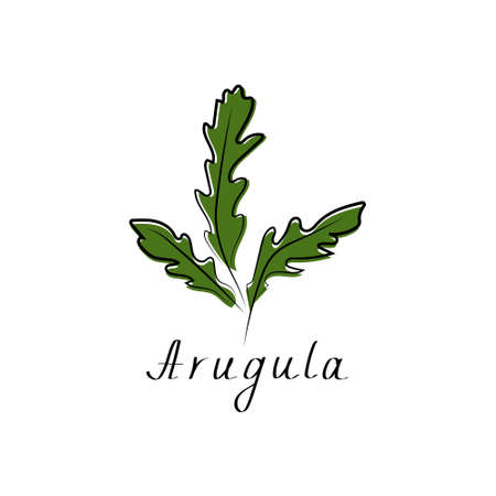 Arugula, rucola, rocket salad sign. Vegetable herb isolated icon for farm market, vegetarian salad recipe design. Vector illustration in flat styleのイラスト素材