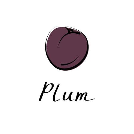 Plum hand drawn painting on white background. Vector sketch illustration of fruit berryのイラスト素材
