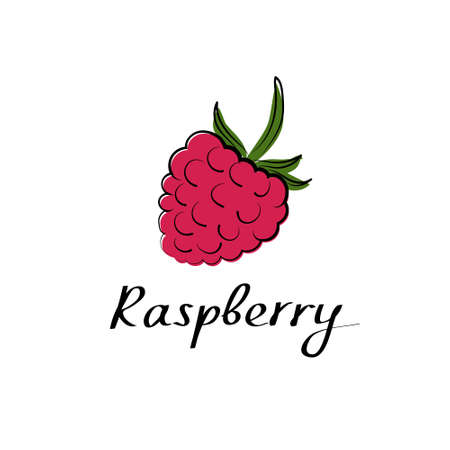 Raspberry hand drawn sketch illustration on white background. Vector berry sign