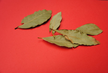 Bay leaf on he red background