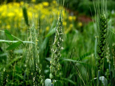 wheat の写真素材