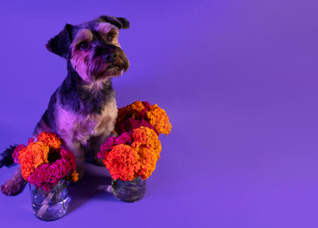 Dia de muertos. Little dog celebrating the day of the dead surrounded by Cempasuchil flowers. Pet concept. High quality photoの写真素材