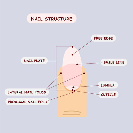 nail structure diagram for manicure course or training vector illustrationのイラスト素材