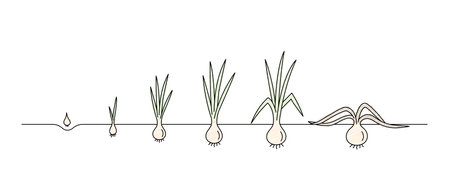 Onion growth stages, growing chard line art, black line vector illustration, editable strokeのイラスト素材