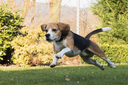 Beagle running outside in a gardenの写真素材