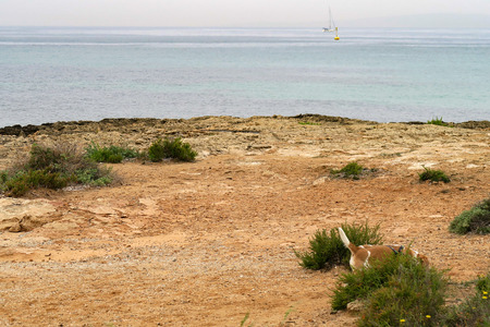 mountain and ocean majorcaの写真素材