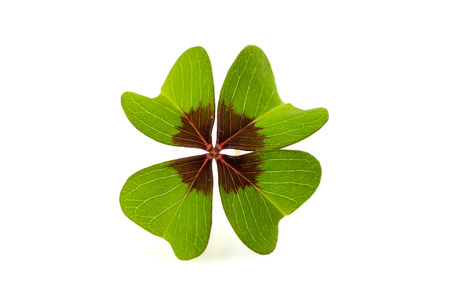 green clover sign for luck isolated on a white background