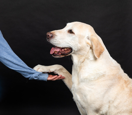 brown labrador dog gives a paw in a studio with black background