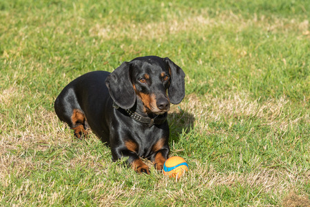 dachshund lying in the grassの写真素材