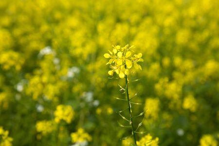 Canola fieldの写真素材