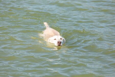 labrador is swimming in a canal