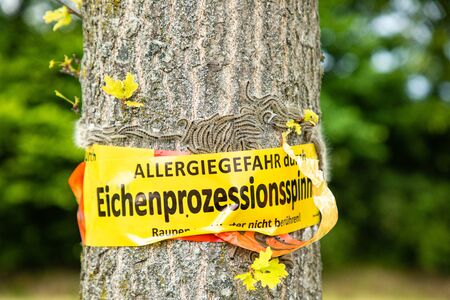 tree with german text vorsicht allergiegefahr durch eichenprozessionsspinner Raupen und Nester nicht...