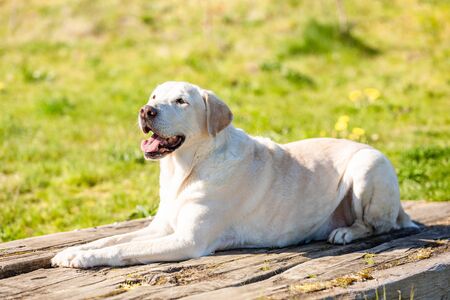 Labrador is lying on wood with green grass background