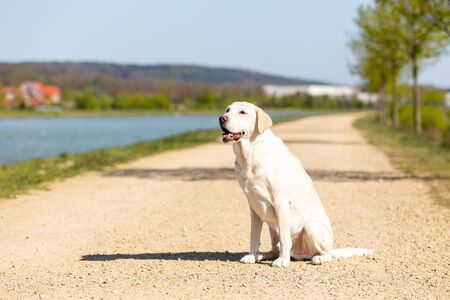 labrador is sitting on a path at a canal