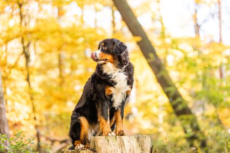 sweet bernese mountain dog in autumn